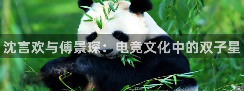 小艾电竞app：沈言欢与傅景琛：电竞文化中的双子星