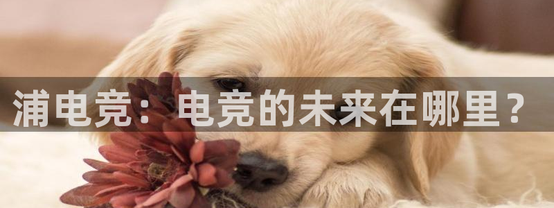 小艾电竞官网：浦电竞：电竞的未来在哪里？
